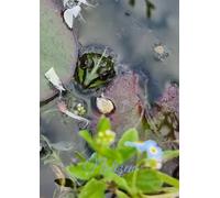 Notizen: Blanko Notizbuch A4 Frosch