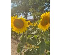 Notizen: Blanko Notizbuch A4 Sonnenblume