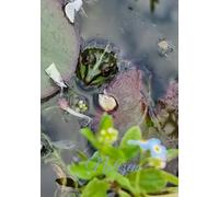 Notizen: Blanko Notizbuch A5 Frosch