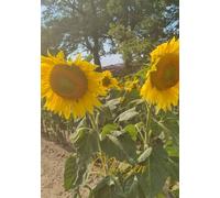 Notizen: Blanko Notizbuch A5 Sonnenblume