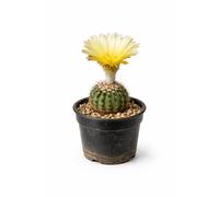 Notocactus winkleri DV33 SEEDS - - SEMI di Cactus Raro