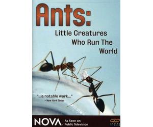 Nova: Ants, Little Creatures Who Run the World