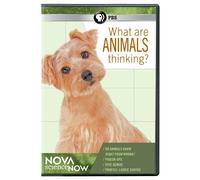 Nova Science Now: What Are Animals Thinking?