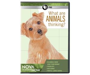 Nova Science Now: What Are Animals Thinking?