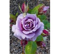 Novalis®, rosa viva di Rose Barni®, rosa in vaso rifiorente, fiori medi a coppa, profumo delicato, colore lilla lavanda, cod. 76047