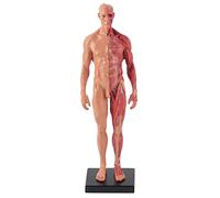 NSXAYIWE Modello del corpo umano maschile 12 pollici, modello di anatomia in resina figura anatomica artistica, modello di osso muscolare del corpo della testa del cranio con