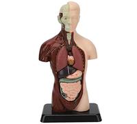 NSXAYIWE Modello di anatomia del torso umano, 6 parte del modello del corpo umano a grandezza naturale con modello di scheletro cereno per il cranio per l'istruzione scolastica