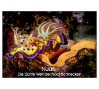 Nudis - Die bunte Welt der Nacktschnecken (Wandkalender 2026 DIN A4 quer), CALVENDO Monatskalender: Winzig, farbenfroh und faszinierend