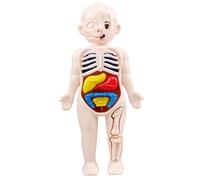 Nuelreva Modello del Corpo Umano per Bambini 7x4 Modello di Anatomia Organi Staccabili Bodice Umano ABS No BUARS Scienza Toys Educational Anatomy for Kids di età Superiore ai 3 Anni