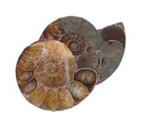 NUOBESTY 2 pezzi Ammonite Fossile Naturale Specimen Facet con Schegge Madagascar Minerali Preziosi per Collezionisti e Uso Didattico Decorazione Unica con Motivi Ammolite per Ragazzi e