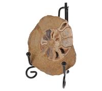 NUOBESTY Modello di Ammonite 6-8 CM Supporto Esemplare di Ammonite Fossile Colorato per Collezione e Decorazione Educativa di Geologia