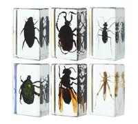NUOBESTY Set da 6 Esemplari di Insetti Conservati in Resina Campioni Didattici per Aule e Musei Decorazione per Scrivania e Arredamento Casa Piccoli Fermacarte di Insetti Realistici
