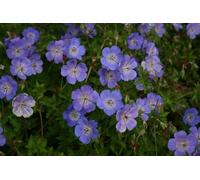 Nuovi semi di fiori di geranio 'Rozanne' freschi da 100 pezzi Aachondra