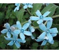 Nuovi semi di fiori freschi da 100 pezzi Tweedia Caerulea Aachondra