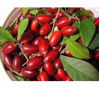 Nuovi semi di frutti miracolosi freschi da 100 pezzi Aachondra
