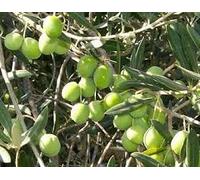 Nuovi semi di olivo freschi da 100 pezzi