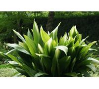 Nuovi semi di piante Aspidistra fresche da 100 pezzi Aachondra