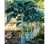 Nuovi semi freschi di albero di cavolo da passeggio da 100 pezzi