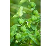 Nuovi semi freschi di Euphorbia Lathyris planta da 100 pezzi Aachondra