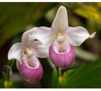 Nuovi semi freschi di fiori di scarpetta di Venere rosa e bianca da 100 pezzi