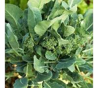 Nuovi semi freschi di ortaggi da 100 pezzi Rapini Broccoli Aachondra