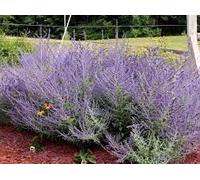 Nuovi semi freschi di pianta di salvia russa da 100 pezzi Aachondra