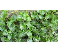 Nuovi semi freschi di pianta peperomia pellucida da 100 pezzi Aachondra