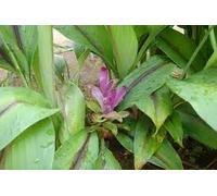 Nuovi semi freschi di piante Curcuma Caesia da 100 pezzi Aachondra