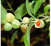 Nuovi semi freschi di piante di ashwagandha verde da 50 pezzi