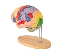 Nuovissimo Modello di Cervello Umano per l'insegnamento delle neuroscienze con Etichette 1,5 Volte Il Modello di Anatomia a grandezza Naturale per l'apprendimento della Scienza Modello Medico