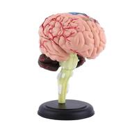 Nuovo 1:1 Modello Anatomico Umano Persone Standard Cranio Testa Anatomia Modelli di Simulazione Studenti Insegnamento Studiare Medicina Forniture Mediche Maglia colorata Educativo Universale Giunto