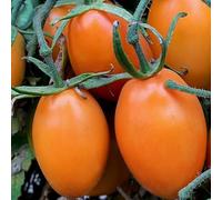Nuovo 100 pezzi di semi di pomodoro arancione