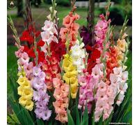Nuovo 100 pezzi SEMI-fleur de glaïeul pour le jardin Mixte 8