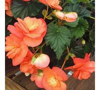 Nuovo 100 semi di fiori di begonia