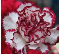 Nuovo 100 semi di fiori di garofani Rosso Bianco