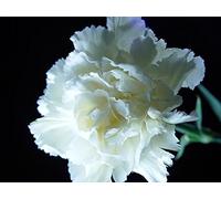 Nuovo! 30 + puro semi di garofano bianco/perenne