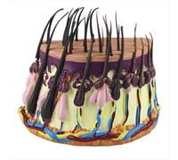 NUOVO modello di anatomia della pelle umana, processo di crescita dei capelli