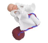 Nuovo modello di bacino femminile per il parto per l'insegnamento e l'educazione scientifica, studio del feto, del cordone ombelicale e della placenta