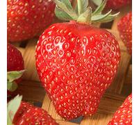 Nuovo Semi 2015 giganti fragola semi dolce fragola quattro stagioni, Rare, fragrante, dolce e succosa - 200 semi / Lot, # JQMML6