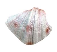 NURUGURE Conchiglie di Mare, Conchiglie, Conchiglie Grandi, Conchiglie di Mare, Grandi Conchiglie Decorative per Feste a Tema Spiaggia, Matrimoni, casa D