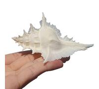 NURUGURE Conchiglie di Mare, Conchiglie, Conchiglie oceaniche Naturali perfette per Feste a Tema Spiaggia, Matrimoni, Decorazioni per la casa, Artigianato Fai da Te