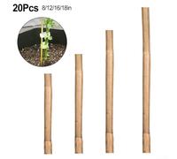 Nutri il tuo giardino con queste 20 piante naturali affidabili che supportano tipi di crescite rampicanti (40,6 cm)
