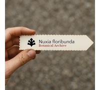 Nuxia floribunda SEEDS - - SEMI Sambuco selvatico | Sambuco di foresta