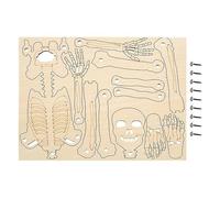 Nuyhadds Modello del corpo umano per,Assemblaggio di 30 cm | Modello Di Anatomia | Figura del corpo umano per lo studio scientifico Decorazione Halloween