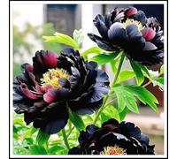 NVNJHJN Rizoma di peonie. Foglie alte e grandi. Ideale per abbellire il paesaggio. Tollera il freddo 1 Rizoma-A