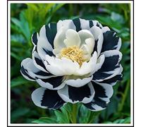 NVNJHJN Rizoma di peonie. Foglie alte e grandi. Ideale per abbellire il paesaggio. Tollera il freddo 2 Rizoma-C