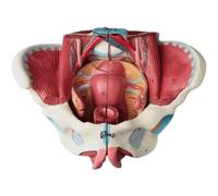 NZPOST Modello anatomico del Bacino Femminile a grandezza Naturale 1:1 Modello didattico dei nervi vascolari pelvici Modello di Organo Umano per la Ricerca Medica (