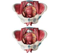 NZPOST Modello anatomico del Bacino Femminile a grandezza Naturale 1:1 Modello didattico dei nervi vascolari pelvici Modello di Organo Umano per la Ricerca Medica (