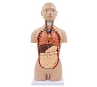 NZPOST Modello anatomico della Parte Superiore del Torso Umano Facile da Montare, 17 Pollici, Modello di Organo Umano 3D, Modello di Organo in 16 Parti per Lo Studio Scolastico (21*