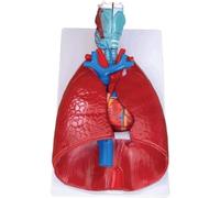 NZPOST Modello anatomico dell'apparato respiratorio Umano con 7 Parti Staccabili Modello didattico di Anatomia Modello di Organo Umano Dipinto a Mano a Colori